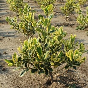 Nagylevelű magyal ILEX ALTACLERENSIS GOLDEN KING 20/40*