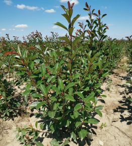 Örökzöld korallberkenye PHOTINIA FRASERI RED ROBIN 100/125*