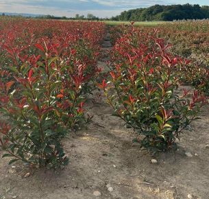 Tűzpiros örökzöld korallberkenye  PHOTINIA FRASERI RED SELECT 100/125*