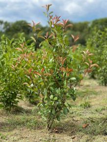 Tűzpiros örökzöld korallberkenye  PHOTINIA FRASERI RED SELECT 125/150*