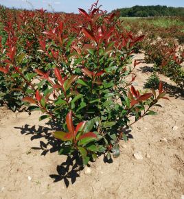 Örökzöld korallberkenye PHOTINIA X FRASERI CARRE ROUGE 80/100*
