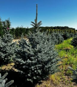 Ezüstfenyő PICEA PUNGENS SUPER BLUE SEEDLING 150/175*