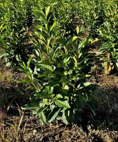 Oszlopos babérmeggy PRUNUS LAUROCERASUS GENOLIA 60/80*