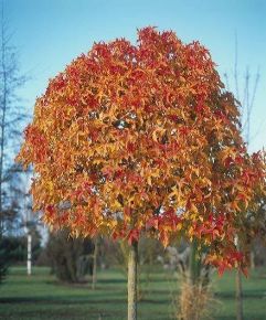 Amerikai ámbrafa   LIQUIDAMBAR STYRACIFLUA GUMBALL T1/2 20/25 K130