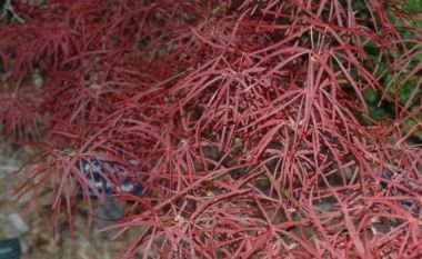 Japán juhar   ACER PALMATUM RED PYGMY 100/125 K15