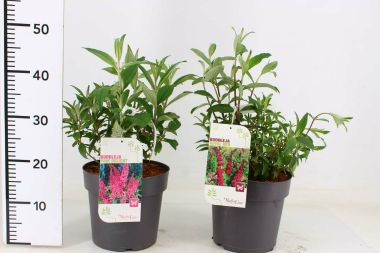 Nyári orgona BUDDLEJA DAVIDII FAJTÁK 50/60 K5