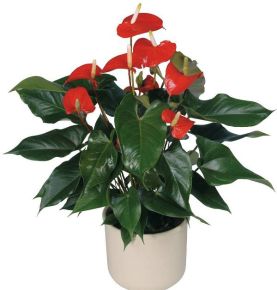 Flamingóvirág ANTHURIUM ANDRAEANUM CS9