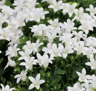 Dalmát harangvirág CAMPANULA PORTENSCHLAGIANA WHITE CS10,5