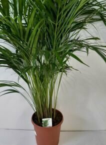 Aranygyümölcs pálma CHRYSALIDOCARPUS ARECA CS24
