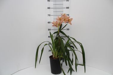 Csónakorchidea 1 FÜRTÖS   