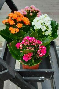 Korallvirág KALANCHOE CALANDIVA MIX CS12