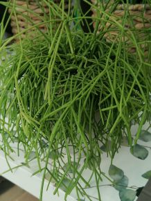 Vesszőkaktusz RHIPSALIS FAJTÁK KERÁMIA KASPÓBAN CS17