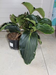 Pompás medinilla MEDINILLA MAGNIFICA 2+ CS14