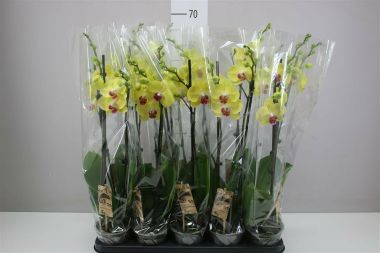 Lepkeorchidea PHALAENOPSIS 2 ÁGAS CS12