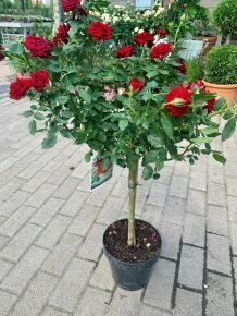 Törzses rózsa ROSA HYBRIDA T1/4 K8