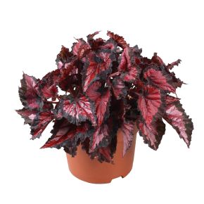 Levélbegónia BEGONIA BELEAF CS12