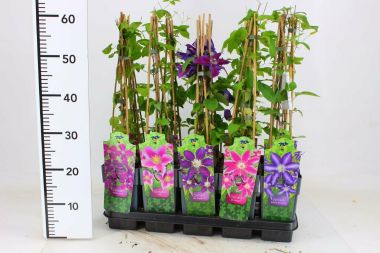 Kerti iszalag CLEMATIS FAJTÁK 60CM K2