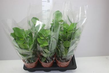 Fafojtó ördögfüge