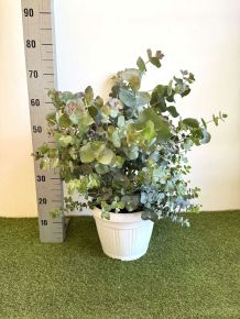 Havasi eukaliptusz EUCALYPTUS CINEREA SILVER DOLLAR K15