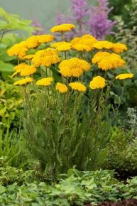 Jószagú cickafark ACHILLEA FILIPENDULINA CLOTH OF GOLD CS11 