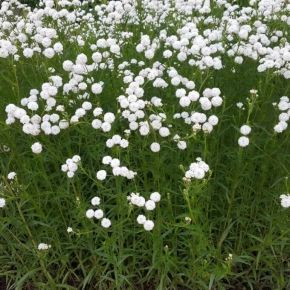 Kenyérbél cickafark ACHILLEA PTARMICA THE PEARL CS13