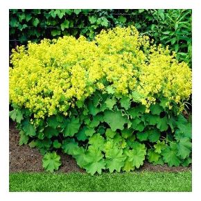 Palástfű ALCHEMILLA MOLLIS CS11