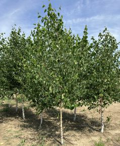 Közönséges nyír BETULA PENDULA T70 8/10 200/250*