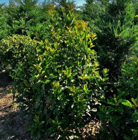 Redős levelű örökzöld korallberkenye PHOTINIA SERRATIFOLIA CRUNCHY 125/150*
