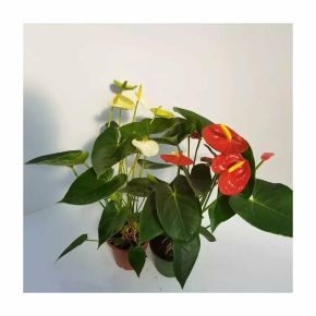 Flamingóvirág ANTHURIUM ANDRAEANUM