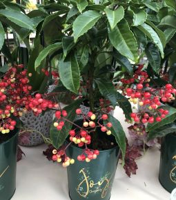 Csipkés csúcsvirág ARDISIA CRENATA 45CM CS14