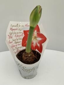 Hölgyliliom (Amarillisz) 1 SZÁLAS 