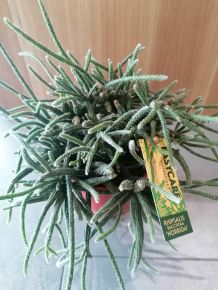 Vesszőkaktusz RHIPSALIS HORRIDA CS12