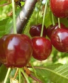 Rita cseresznye Prunus avium