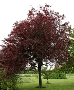 Vérszilva  PRUNUS CERASIFERA NIGRA 250/300  6/8 K50