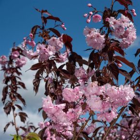 Díszcseresznye    PRUNUS SERRULATA ROYAL BURGUNDY T200-220 8/10 K35