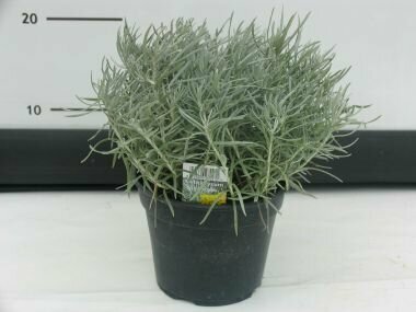 Olasz szalmagyopár HELICHRYSUM ITALICUM SILVERY WHITE CS13