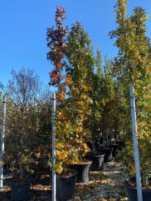 Amerikai ámbrafa   LIQUIDAMBAR SLENDER SILHOUETTE 400/450 K130