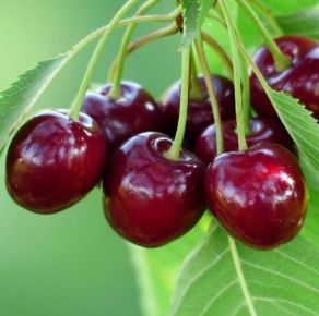 Biggareau Burlat cseresznye PRUNUS AVIUM BIGARREAU BURLAT 14/16 FL