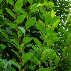 Oszlopos gyertyán   CARPINUS BETULUS FASTIGIATA T200 10/12 K30