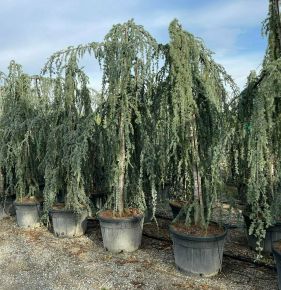 Kék csüngő atlasz cédrus CEDRUS ATLANTICA GLAUCA PENDULA 300/350 K130