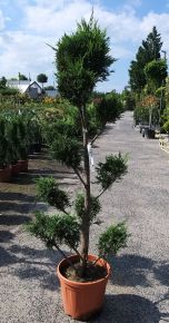 Leyland ciprus  CUPRESSOCYPARIS LEYLANDII POM-PON 140/160 K25