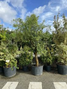 Olajfa    OLEA EUROPAEA T1/2 20/25 K110