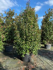 Örökzöld korallberkenye   PHOTINIA FRASERI RED ROBIN 250/300 K110
