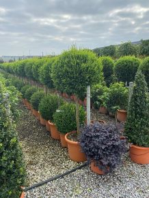 Arany lombú leyland ciprus CUPRESSOCYPARIS LEYLANDII CASTLEWELLAN GOLD