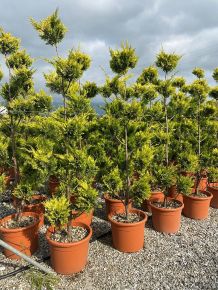 Arany lombú leyland ciprus CUPRESSOCYPARIS LEYLANDII GOLD RIDER POM-PON 170/+ K35