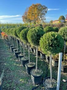 Leyland ciprus   CUPRESSOCYPARIS LEYLANDII PYRAMIDALIS T80 40/+ K18