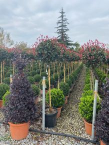 Örökzöld korallberkenye   PHOTINIA FRASERI COMPACTA T80 K20