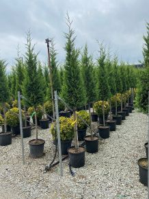 Arany lombú leyland ciprus CUPRESSOCYPARIS LEYLANDII CASTLEWELLAN GOLD T1/2 KÚP K25