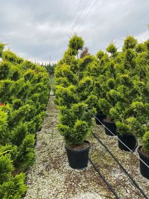 Arany lombú leyland ciprus CUPRESSOCYPARIS LEYLANDII GOLD RIDER BONSAI 160/+ K35