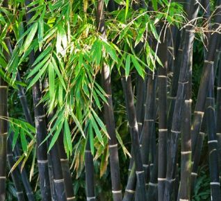 Fekete bambusz   PHYLLOSTACHYS NIGRA 250/300 K35